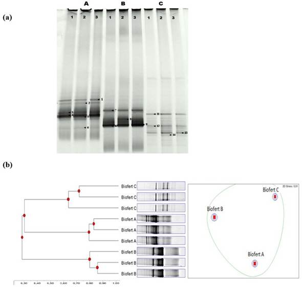 (a) DGGE banding patterns of the bacterial communities present in Biofert A (A), Biofert B (B) and Biofert C (C). (b) Dendrogram and non-metric multidimensional scaling (MDS) analysis of DGGE profiles (16S rRNA gene) from bacterial communities of three commercial biofertilizers (A, B, and C).