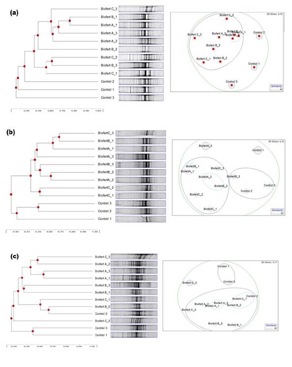 Dendrograms and non-metric multidimensional scaling (MDS) analysis of DGGE profiles from rhizobacterial communities of avocado soils amended with Biofert A-C on (a) day 3, (b) day 7, (c) day 15, and (d) day 30. Source: Prepared by the authors.