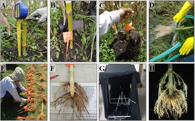 Illustration of the Shovelomics protocol implemented in this study, according to Trachsel et al. (2011). A) Stem measurement at 25 cm; B) and C) Root excavation; D) Root cleaning; E) Longitudinal cutting and placement of labels on both sections; F) Evaluation of root variables using the ScoreBoard (SB); G) Equipment for digital image acquisition; H) Image of the root system for evaluation through the REST program, according to Colombi et al. (2015).