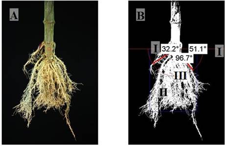 Image processing with Root Estimator for Shovelomics Traits (REST): A) Original RGB image taken with 18 megapixels and segmented into binary images; B) I. Automated determination of upper root angle derived from the image, II. Correction of protruding roots by subtracting 2.5 % of the pixels on the left and right side and 5 % on the bottom of the rootstock, III. Determination of filling factor along the arc; C) I. Convex cap area and II. Maximum width.