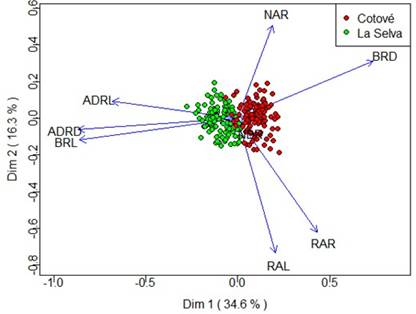 PCA from mean values of maize genotypes evaluated for different root variables under manual phenotyping. Abbreviations: adventitious root diameter (ADRD), basal root diameter (BRD), number of adventitious roots (NAR), root angle right (RAR), root angle left (RAL), adventitious root length (ADRL).