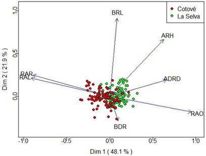 PCA from mean values of maize genotypes evaluated for different root variables under phenotyping with digital imaging. Abbreviations: adventitious root diameter (ADRD), basal root diameter (BRD), total root area (ARH), opening angle (RAO), root angle right (RAR), root angle left (RAL), adventitious root length (BRL).