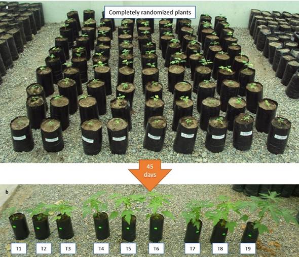 C. papaya plants treated with R. irregularis and P under greenhouse conditions. A. Plants at 0 days of treatments. B. Plants at 45 days of treatments.
