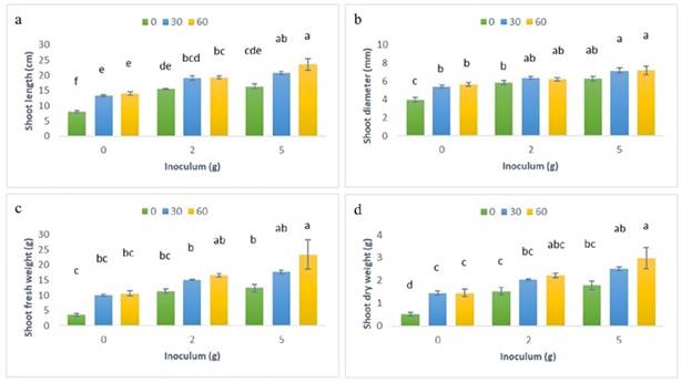 Shoot variables in C. papaya plants treated with R. irregularis and different P concentrations under greenhouse conditions. a. Shoot length. b. Shoot diameter. c. Shoot fresh weight. d. Shoot dry weight. Means are represented by vertical bars; different P treatments are colored differently, lines on each bar indicate the standard error, and Tukey’s test ( p < 0.05) groups are shown with different letters above the bars.