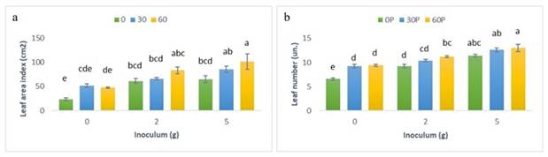 Leaf variables in C. papaya plants treated with R. irregularis and different P concentrations under greenhouse conditions. A. Leaf area index. B. Number of leaves. Means are represented by vertical bars; different P treatments are colored differently, lines on each bar indicate the standard error, and Tukey’s test ( p < 0.05) groups are shown with different letters above the bars.