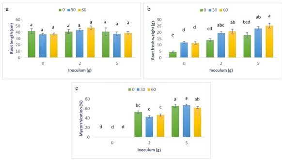 Root variables in C. papaya plants treated with R. irregularis and different P concentrations under greenhouse conditions. a. Root length. b. Root fresh weight. c. Mycorrhization percentage. Means are represented by vertical bars; different P treatments are colored differently, lines on each bar indicate the standard error, and Tukey’s test ( p < 0.05) groups are shown with different letters above the bars.