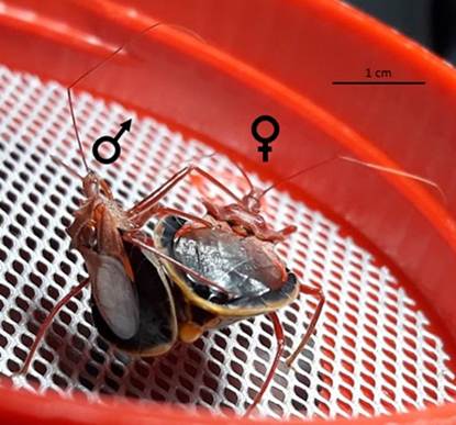 Macho y hembra de  M. confusa