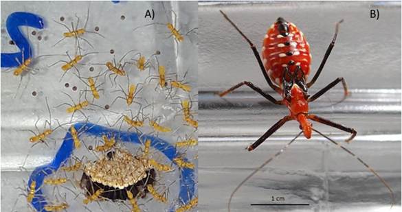 Instares ninfales de  Montina confusa : 3A. Ninfas que recién emergieron y 3B. Ninfa de cuarto instar