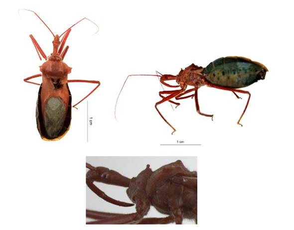 Adultos de  Montina confusa : 4A. Vista dorsal, 4B. Vista lateral y 4C. Tubérculos anteriores del pronoto