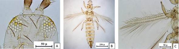 Frankliniella occidentalis (Pergande) hembra: 3A. cabeza en vista dorsal (40X), 3B. vista dorsal del cuerpo (10X) y 3C. ala anterior (40X).