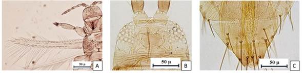 Thrips tabaci L. hembra: 4A. alas (10X), 4B. cabeza en vista dorsal (40X) y 4C. tergitos abdominales VIII-X (40X)