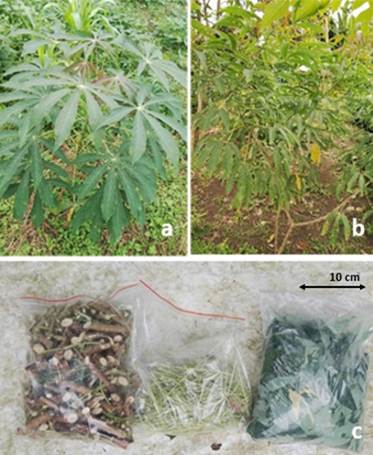 a. Variedad Venezolana (MCol 2215); b. Variedad Corpoica Tai (MTAI 8); c. Proceso de picado y almacenamiento de hojas, tallo y peciolo.